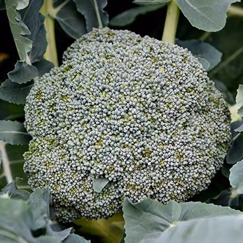 Thompson and Morgan Broccoli Seeds Green Magic Hardy Annual Vegetable, 35 Seeds – 2