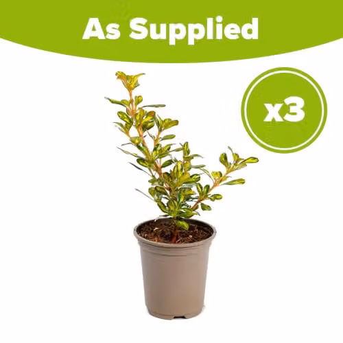 YouGarden Coprosma Lemon and Lime Evergreen Ornamental Shrubs, 3 x 9cm Pots, Yellow, Green and Orange – 2
