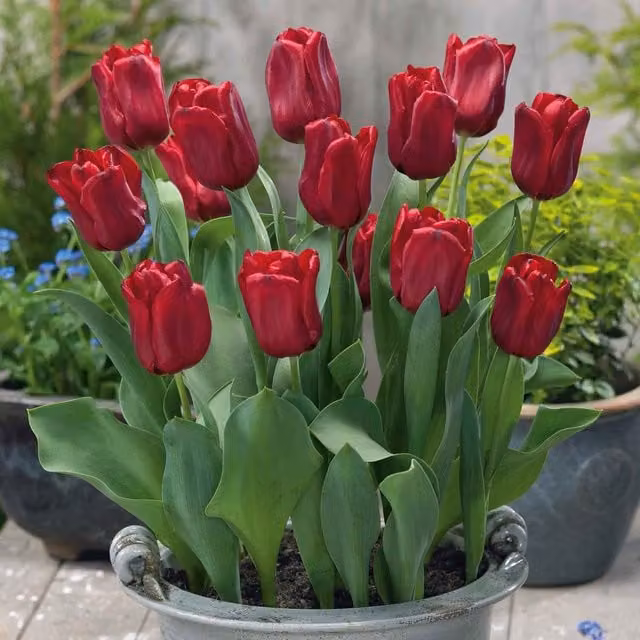Marshalls Garden Tulip Seadov Bulb, Deep Purple