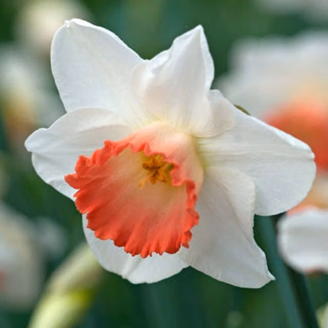 Plants By Post Pink Charm Daffodil Bulbs, 10 Bulbs, White and Pink Spring Blooms