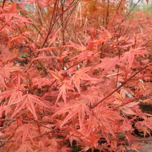 Thompson and Morgan Acer palmatum Beni-Maiko Compact Japanese Maple Tree with Pink to Red Foliage, 3 Litre Pot