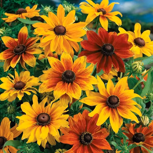 Unwins Rudbeckia Rustic Dwarf Flower Seeds, Autumnal Mix, 150 Seeds, Yellow and Gold