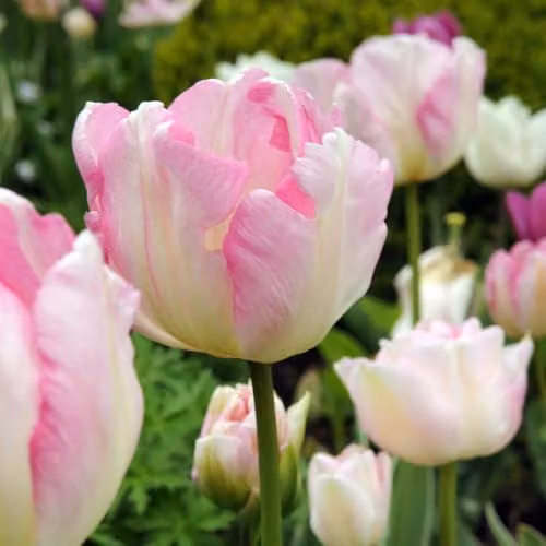 Thompson and Morgan Tulip Angelique Double Late Bulbs, Soft Pink Fragrant Rosette Blooms, 8 Bulbs – 3
