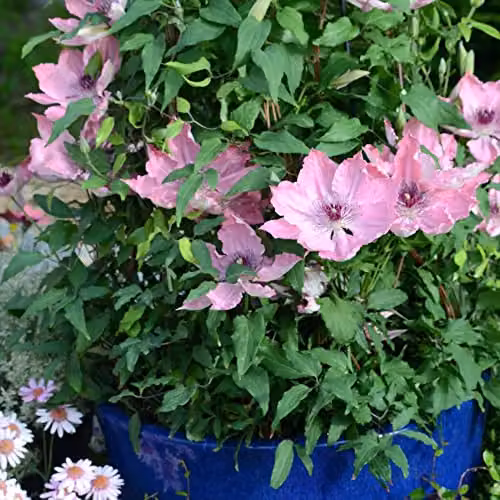 Thompson and Morgan Clematis Sarah Elizabeth Compact Deciduous Climbing Shrub with Pink Blooms, 3-Litre Potted Plant – 3