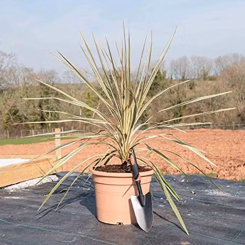 Thompson and Morgan Cordyline Australis Torbay Dazzler Cabbage Palm Hardy Ornamental Shrub, 3 x 9cm Potted Plants – 2