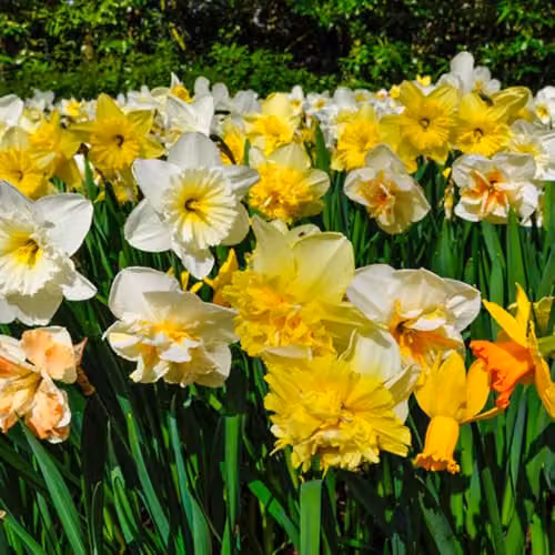 YouGarden Mixed Narcissus Bulbs, Set of 50 Yellow Spring Flowering Daffodils for Autumn Planting – 1