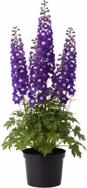 Plants by Post Delphinium King Arthur Purple and White Perennial Bee Flowers, Pack of 6
