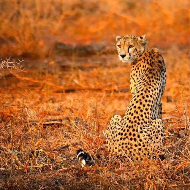 Cheetah Safari Animal Print Wall Mural in Orange