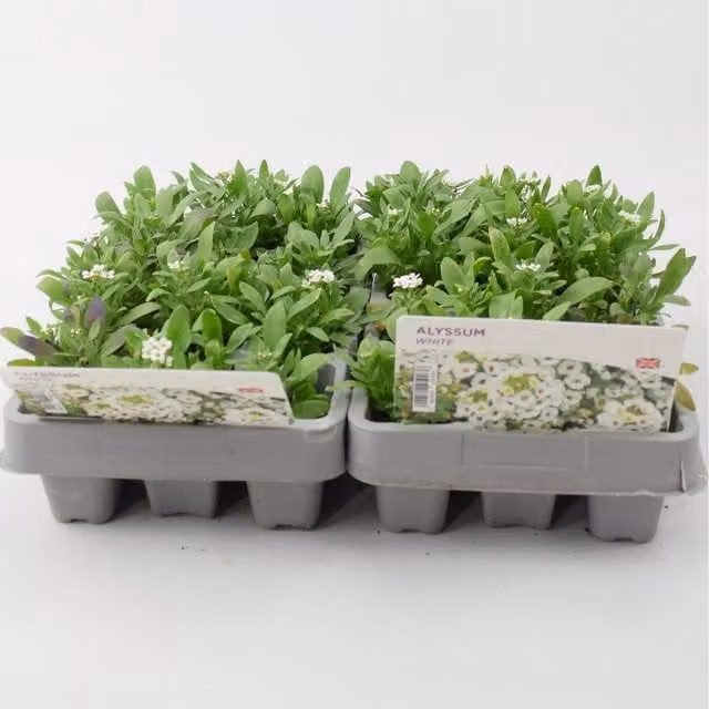Plants By Post Alyssum White Bedding Plants, 24 Pack