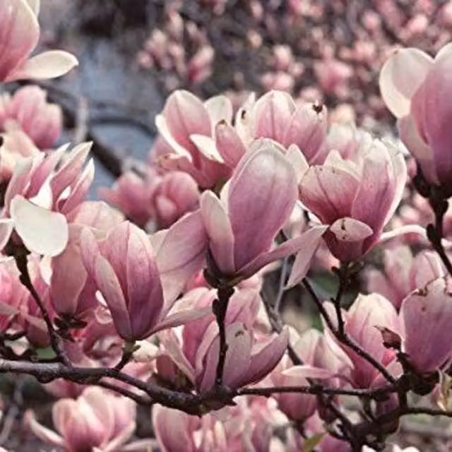 Direct Plants Magnolia Soulangeana Fragrant Pink and White Deciduous Outdoor Tree Bush, Height: 152.4 cm