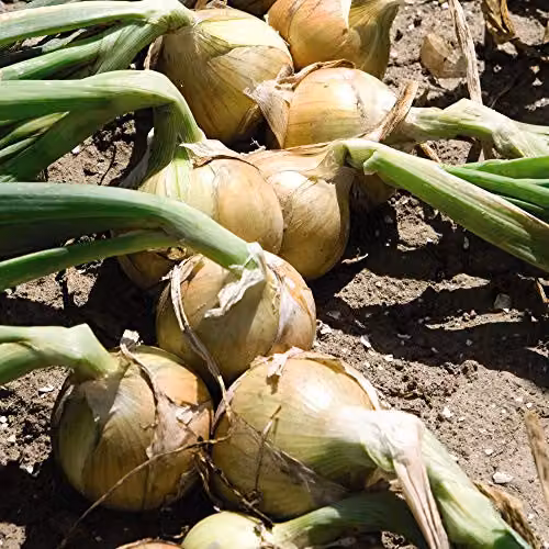 Thompson and Morgan Hylander Onion Vegetable Seeds, 125 Seeds