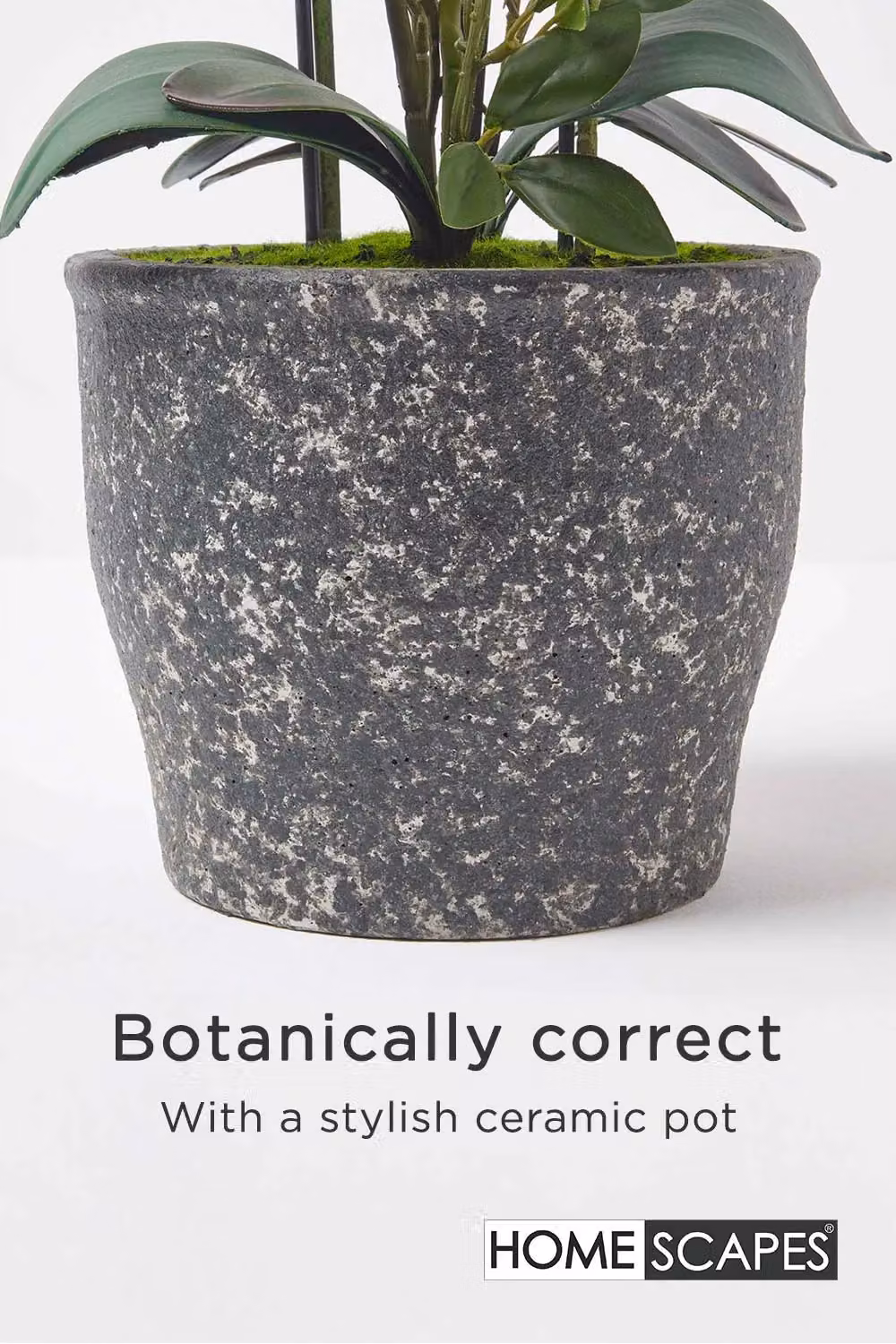 Homescapes Extra Large White Artificial Orchid in a Grey Ceramic Pot, Height: 82 cm – 2