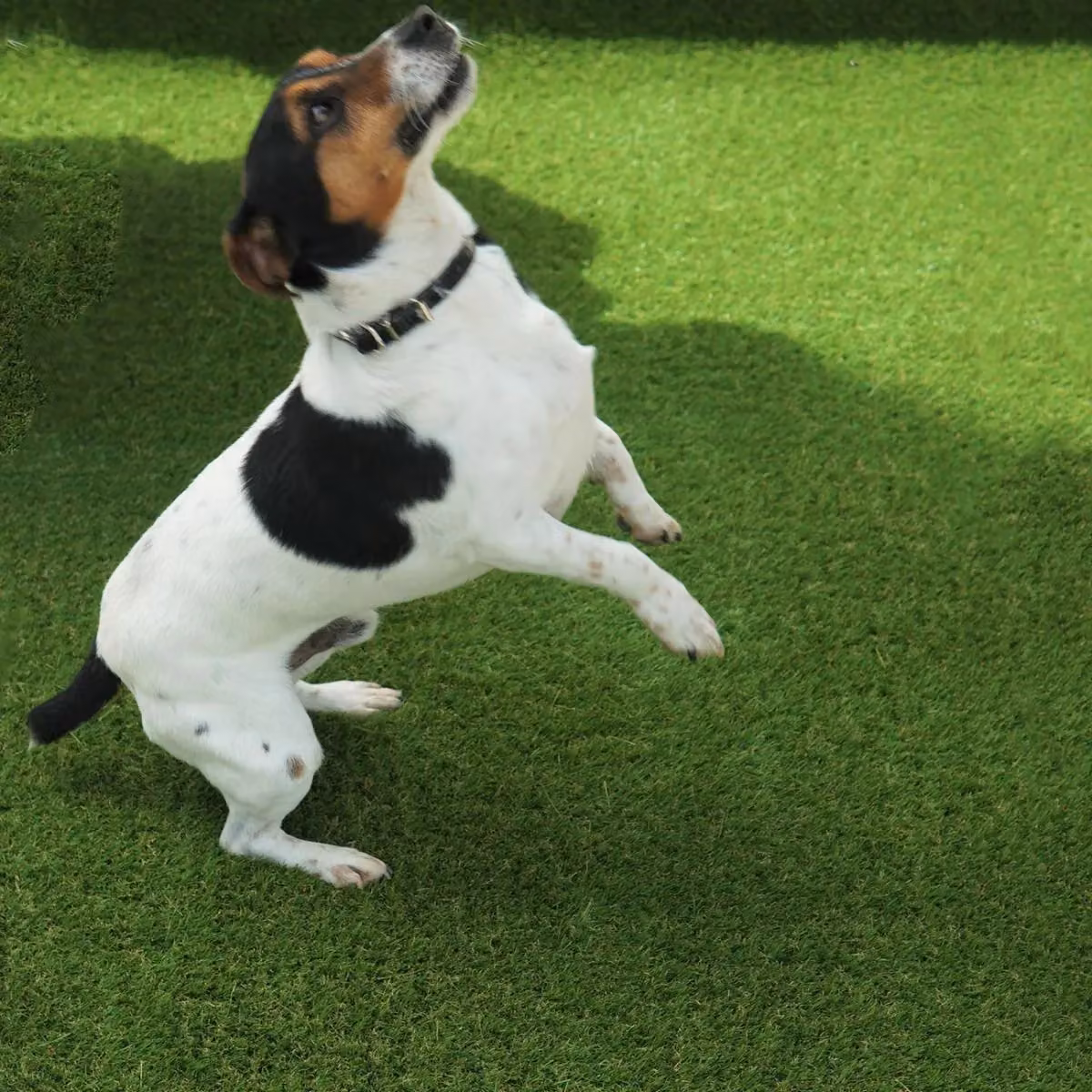 Artificial Grass GB Aurelie 30mm Classic Artificial Grass in Green, W: 200 cm, D: 300 cm – 3
