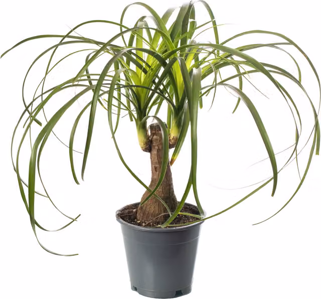 GardenersDream Beaucarnea Nolina Tall Exotic Green Indoor House Plant
