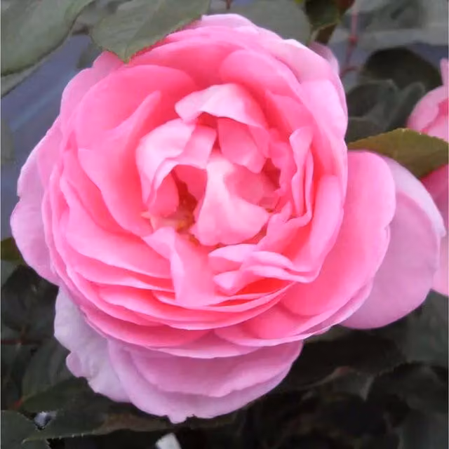 Plants by Post Mum in a Million Fragrant Mid-pink Shrub Rose in a Pot
