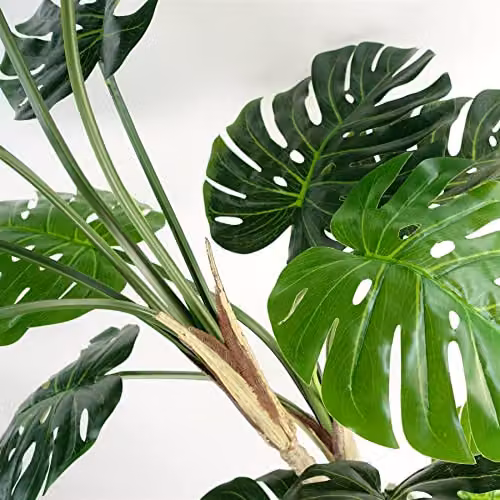Leaf Design UK Artificial Luxury Monstera Cheese Plant in a Black Pot, Green, Height: 150 cm – 4
