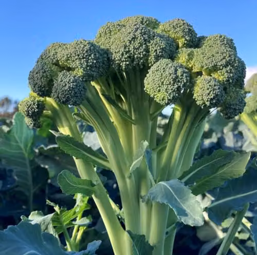 Thompson & Morgan Broccoli Skytree Seeds, Sweet Calabrese and Stem Broccoli Hybrid, 1x Packet
