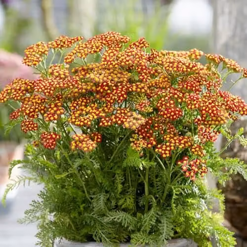 Thompson and Morgan Achillea Milly Rock Red Compact Hardy Perennial, 3 x 2 Litre Pots – 2
