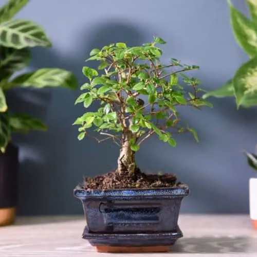 Thompson & Morgan Set of 2 Chinese Elm Zelkova Bonsai Trees with Flaking Bark in Green Ceramic Pots, 12 cm