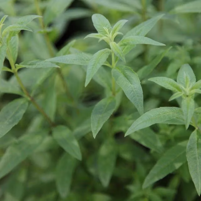 Set of 3 Lippia Citriodora Lemon Verbena Herb Garden Bedding Plants in 9cm Pots
