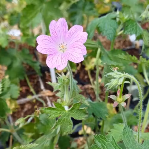 Thompson and Morgan Geranium x oxonianum Rose Clair Pink Hardy Perennial Ground Cover, 2 x 9cm Pots