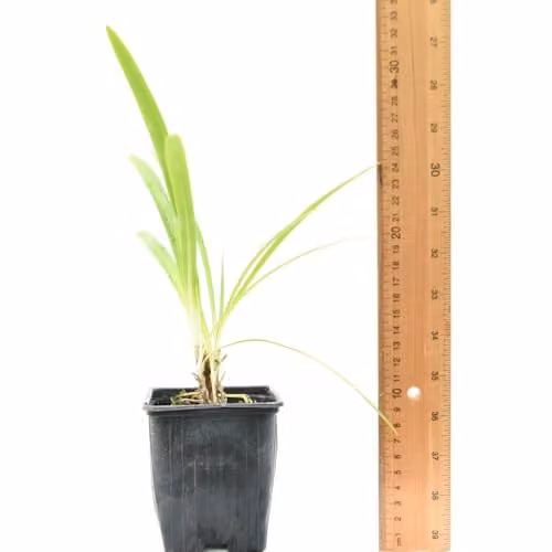 Thompson & Morgan Agapanthus africanus Pitchoune Blue Potted Perennial Plant, 3 Litre