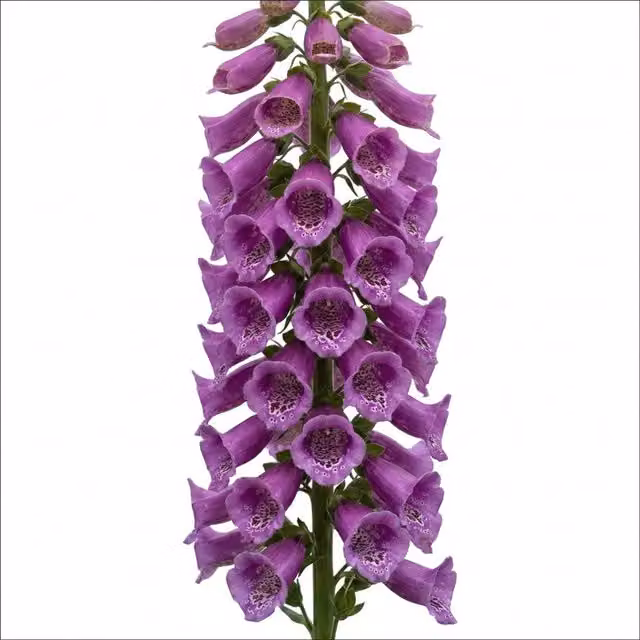 Plants By Post Digitalis Dalmatian Purple Perennial Outdoor Plant, 2L