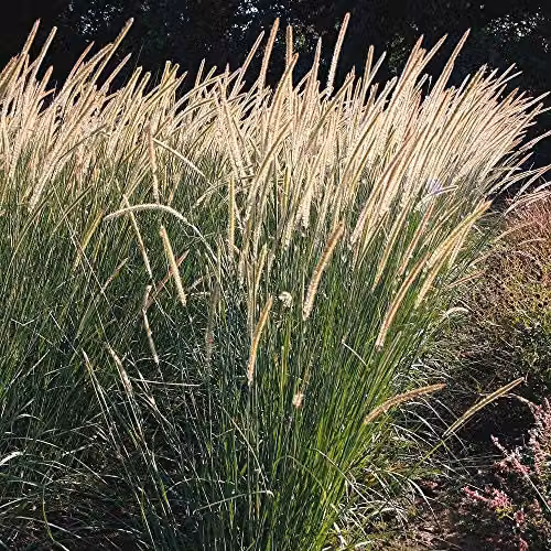 Thompson and Morgan Pennisetum macrourum Tail Feathers African Feather Grass Hardy Perennial Flower Seeds, 20 Seeds