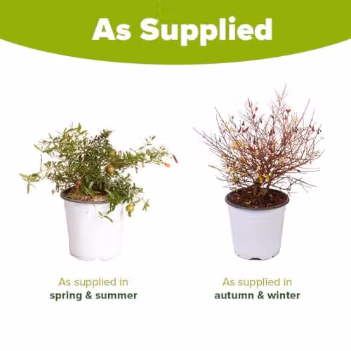YouGarden Dwarf Pomegranate Bush Fruit Tree for Potted Gardens and Patios – 2
