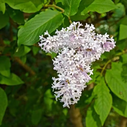 Thompson and Morgan Syringa Duo Collection Lilac Ornamental Shrubs in 9cm Pots – 3