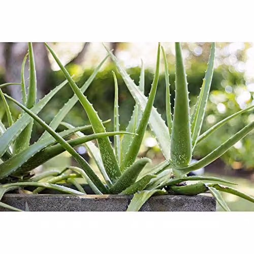 Thompson & Morgan Aloe Vera Succulent Perennial Indoor Houseplant, Green, 1x 15cm Potted Plant – 2