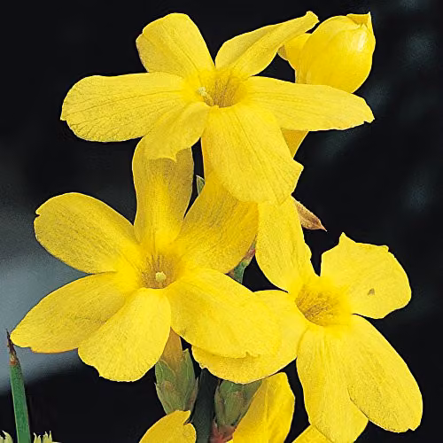 Thompson and Morgan Jasminum Nudiflorum Scented Climbing Shrub, 2 x 9cm Pots – 2