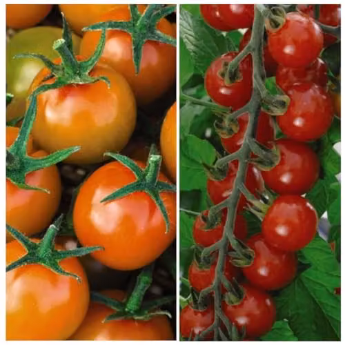 Thompson & Morgan Tomato Sweetest Duo Seed Collection, Sungold F1 Hybrid and Sweet Apéritif, 18 Seeds (2 Packets)