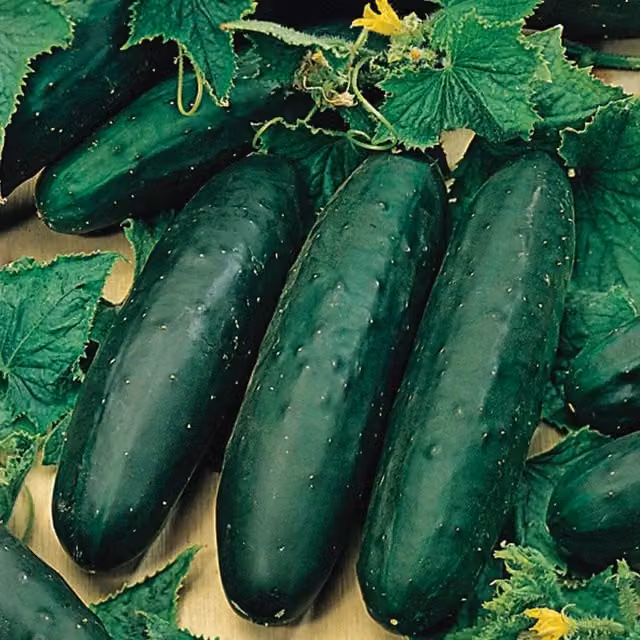 Unwins Organic Marketmore Cucumber Seeds, Green