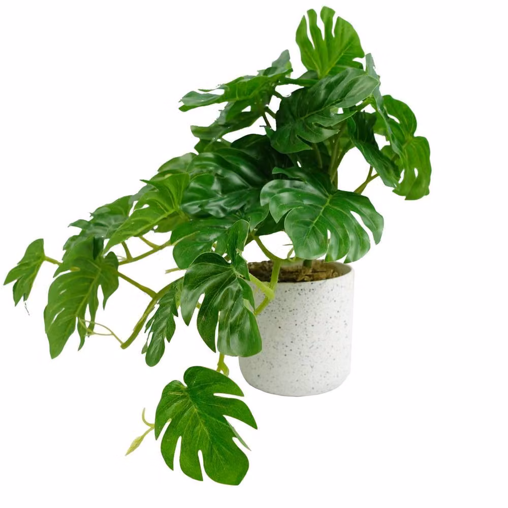 Botanik Artificial Green Potted Monstera Tabletop Plant, Height: 30 cm – 3