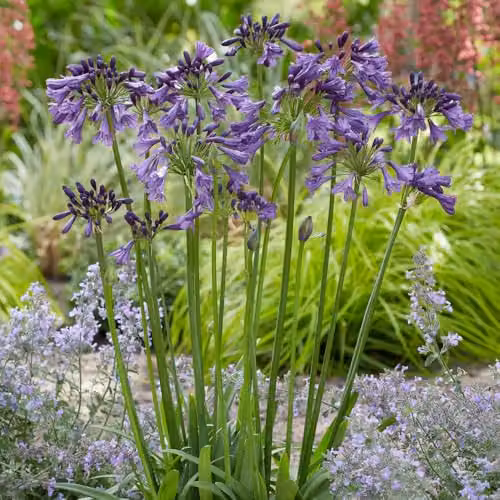 YouGarden 3 x Agapanthus Poppin Purple Hardy Perennial Plants in 9cm Pots – 4