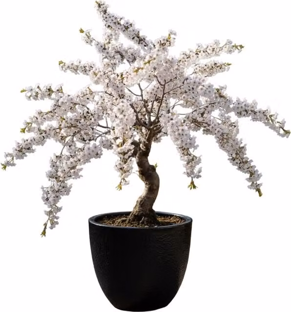 Plants by Post Prunus Kojo No Mai Fuji Cherry Dwarf Ornamental Shrub, Pale Pink Blossom, 3L Pot