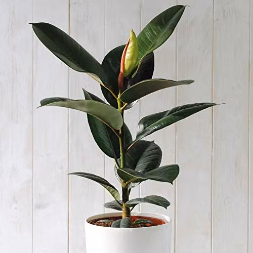 Thompson and Morgan Ficus elastica Robusta Indoor Evergreen Plant, 3 x 12cm