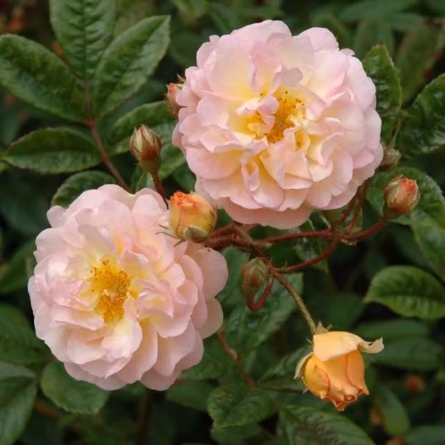 Plant Theory Ghislaine De Féligonde Rambling Rose Climbing Shrub with Apricot Yellow and Pink Flowers, 4L Pot