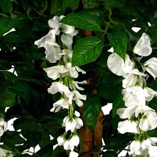Leaf Design UK Realistic Artificial White Wisteria Tree, Height: 130 cm – 3