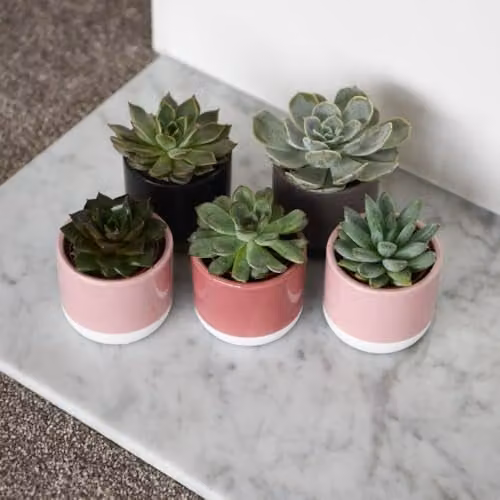 Thompson & Morgan Echeveria Mix of Colourful Assorted Succulent Indoor Plants, 18 x 5.5 cm Pots