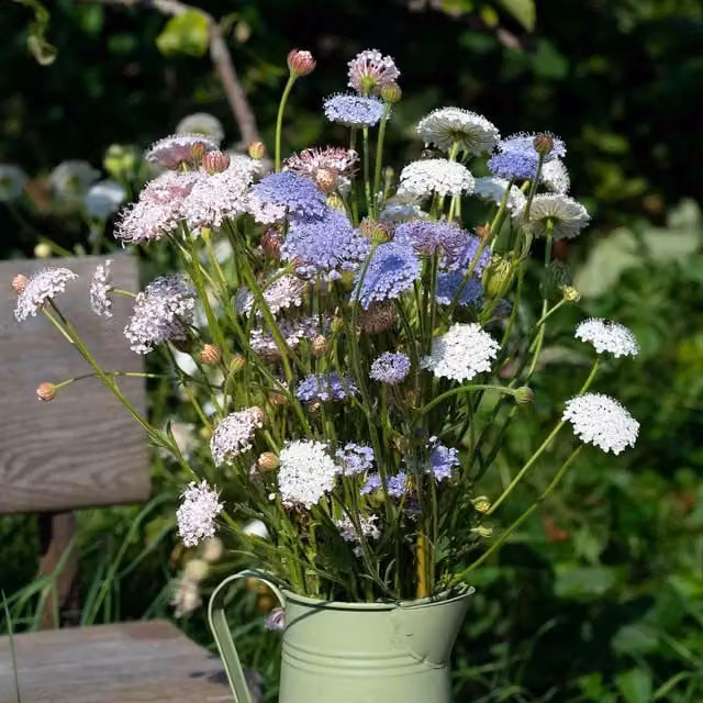 Unwins Blue Lace Flower Seeds Lace Heavenly Umbels, Blue