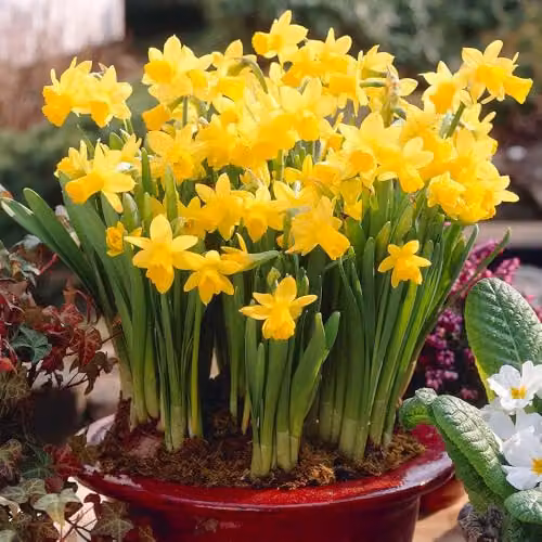 YouGarden Narcissus Tete a Tete Daffodil Bulbs, 200 Bulbs, Yellow
