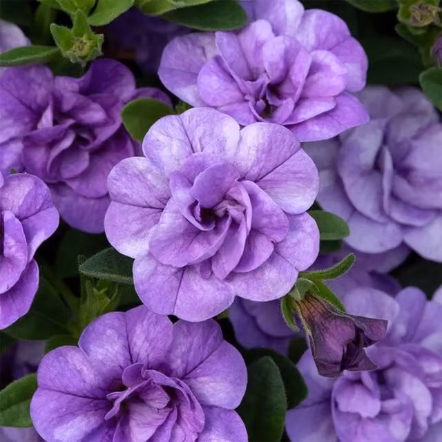 Plant Theory Set of 3 Cabaret Double Sky Blue Petunia and Calibrachoa Bedding Plants in 9cm Pots, Blue and Purple