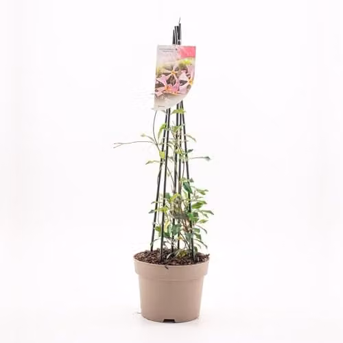 Thompson & Morgan Trachelospermum Pink Showers Compact Climber with Candy-Pink Star Jasmine Flowers, 1x 9cm Potted Plant – 3