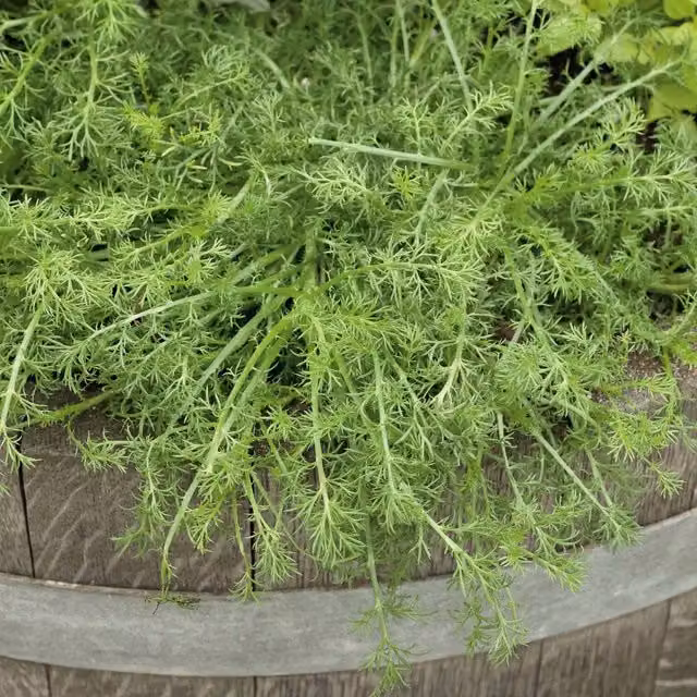 Marshalls Roman Chamomile Matricaria chamomilla Perennial Herb for Ornamental and Herb Gardens, 9cm Pot, Green and White