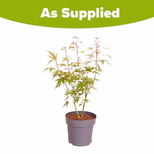 YouGarden Japanese Maple Acer Palmatum Phoenix Ornamental Tree, 1.5L Pot – 3