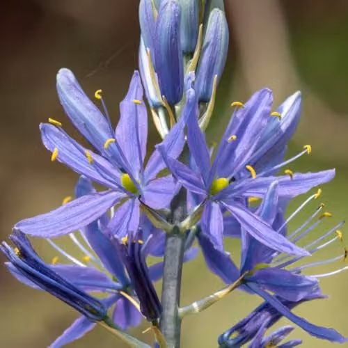 YouGarden Camassia Quamash Bulbs, 50 x Blue and Multicolour Spring Flowers, Size 6+