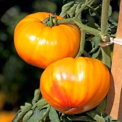 Thompson and Morgan Tomato Buffalosun F1 Outdoor Cordon Variety Seeds, Amber Marbled Fruit, 8 Seeds