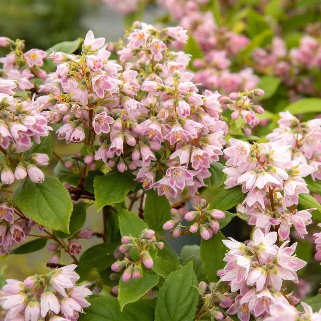 Marshalls Garden Deutzia Raspberry Sundae Ornamental Shrub in Purple, White and Pink